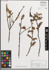 Foto von Salix L.